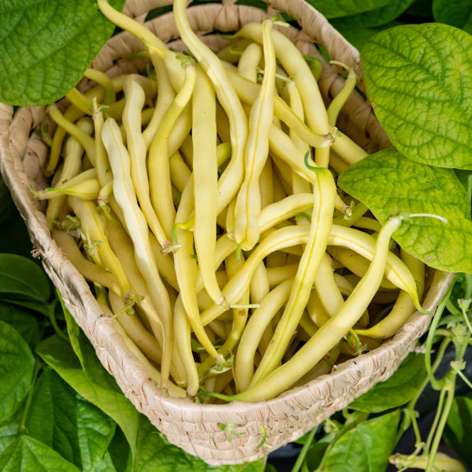 Bean Cherokee Wax Bush Seeds