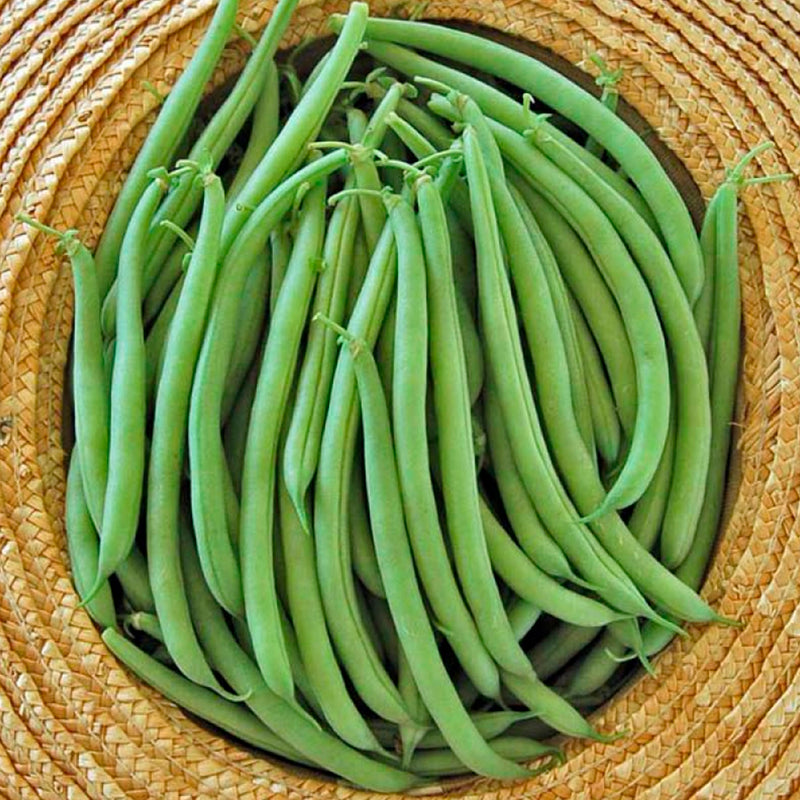 Bean Strike Vegetable Seeds