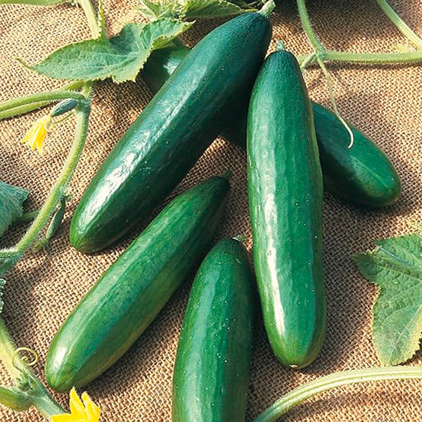 Patio Cucumber Seeds