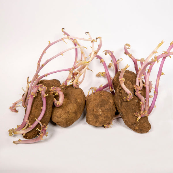 Organic Dutch Cream Potatoes