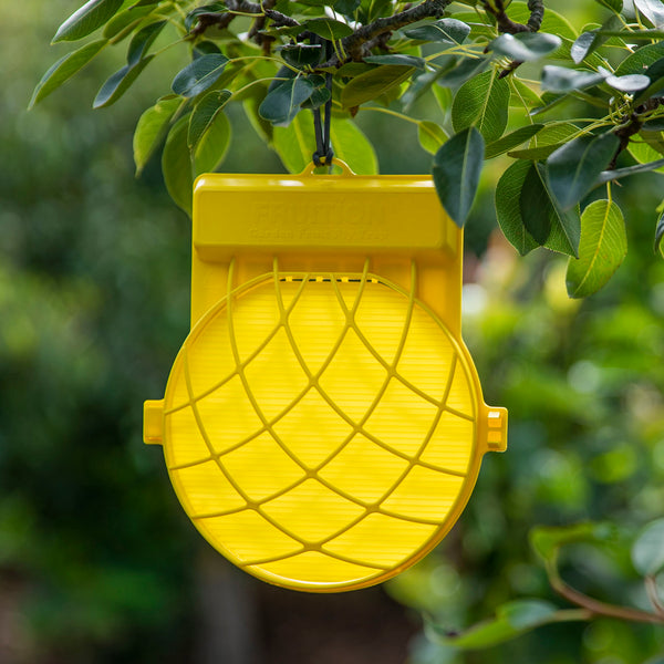 Citrus Gall Wasp Trap 'Fruition'