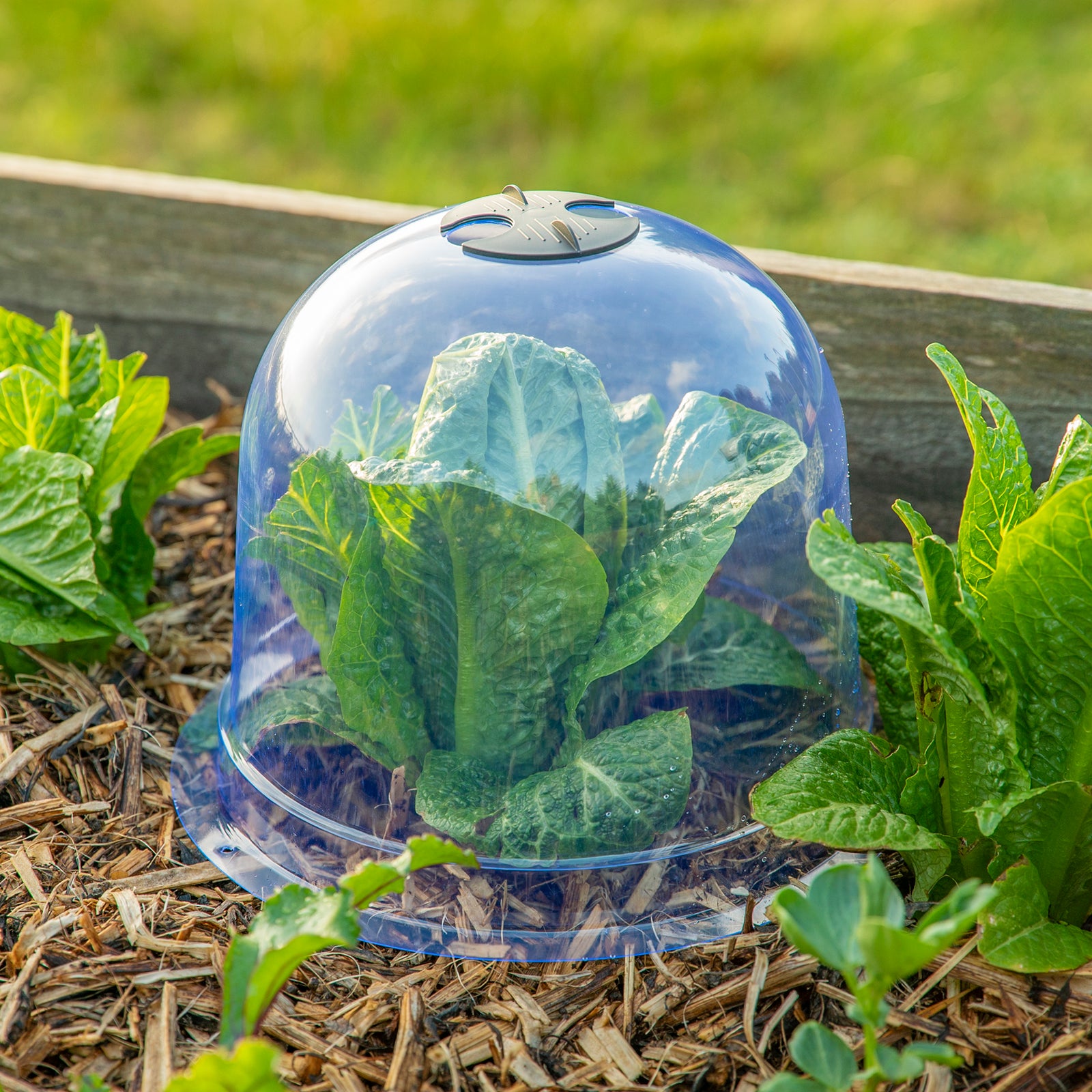 plastic cloches for garden plants Garden Cloche