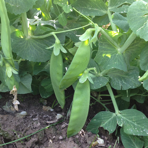 Snow Peas Green Devil Seeds
