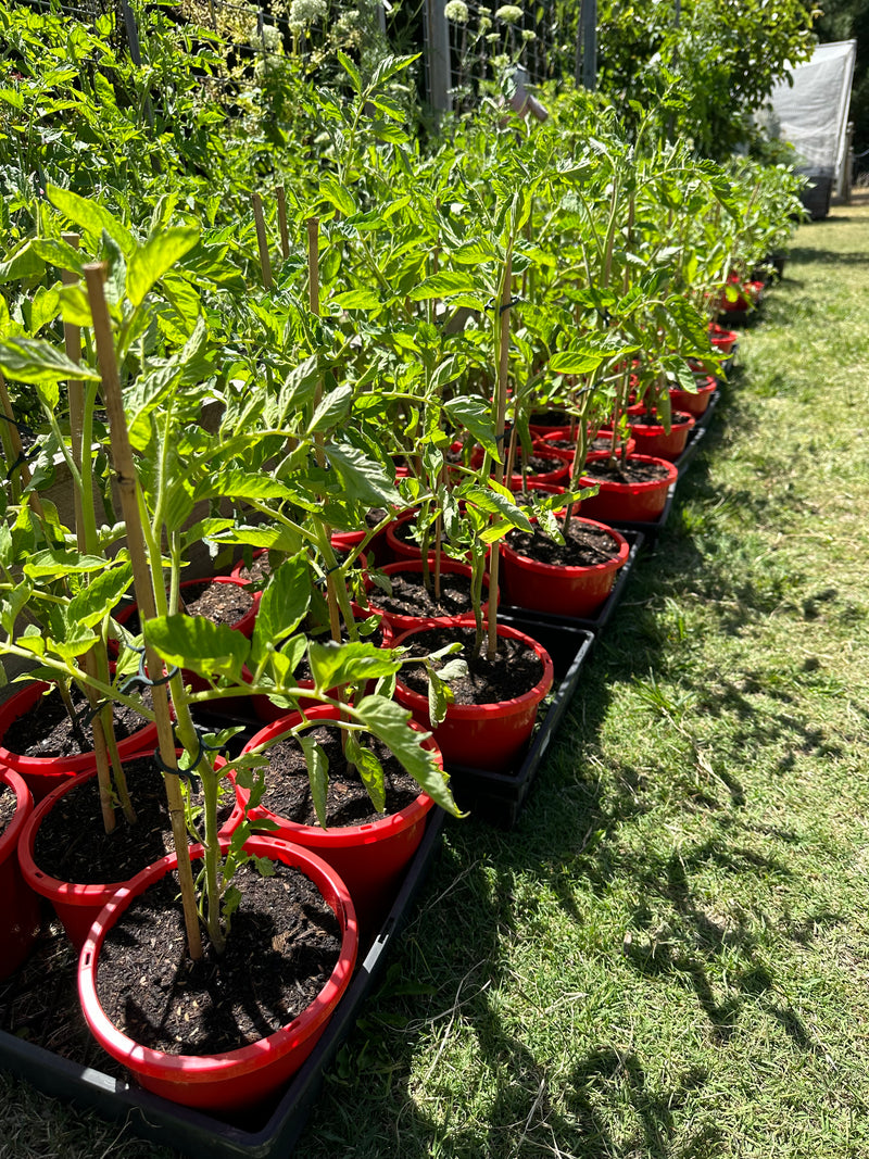 Big Malaka Tomato Plant