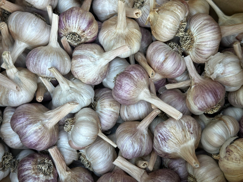 Organic Garlic