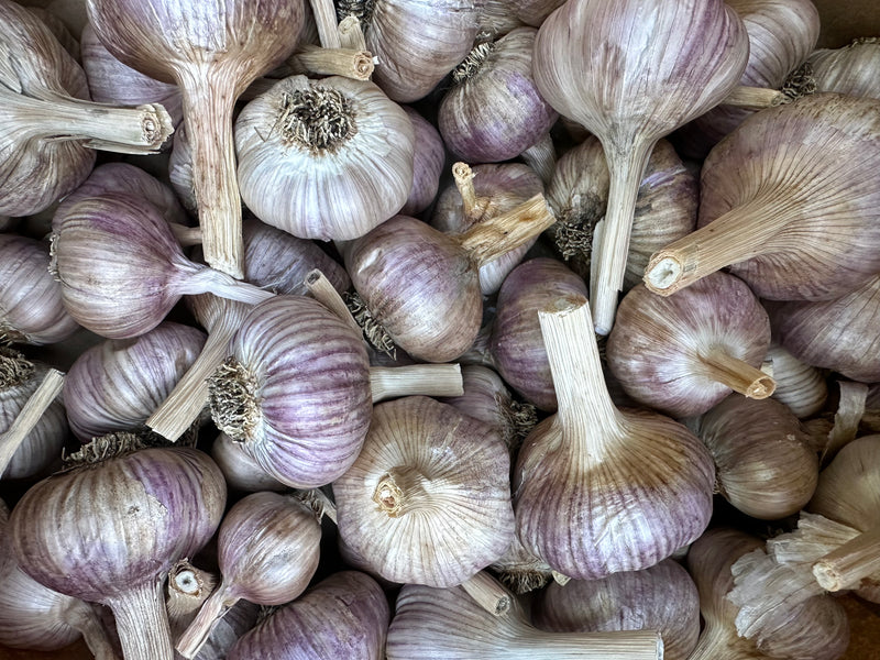 Organic Garlic