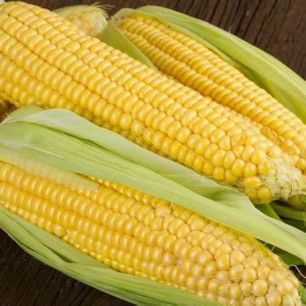 Corn Jolly Roger Seeds