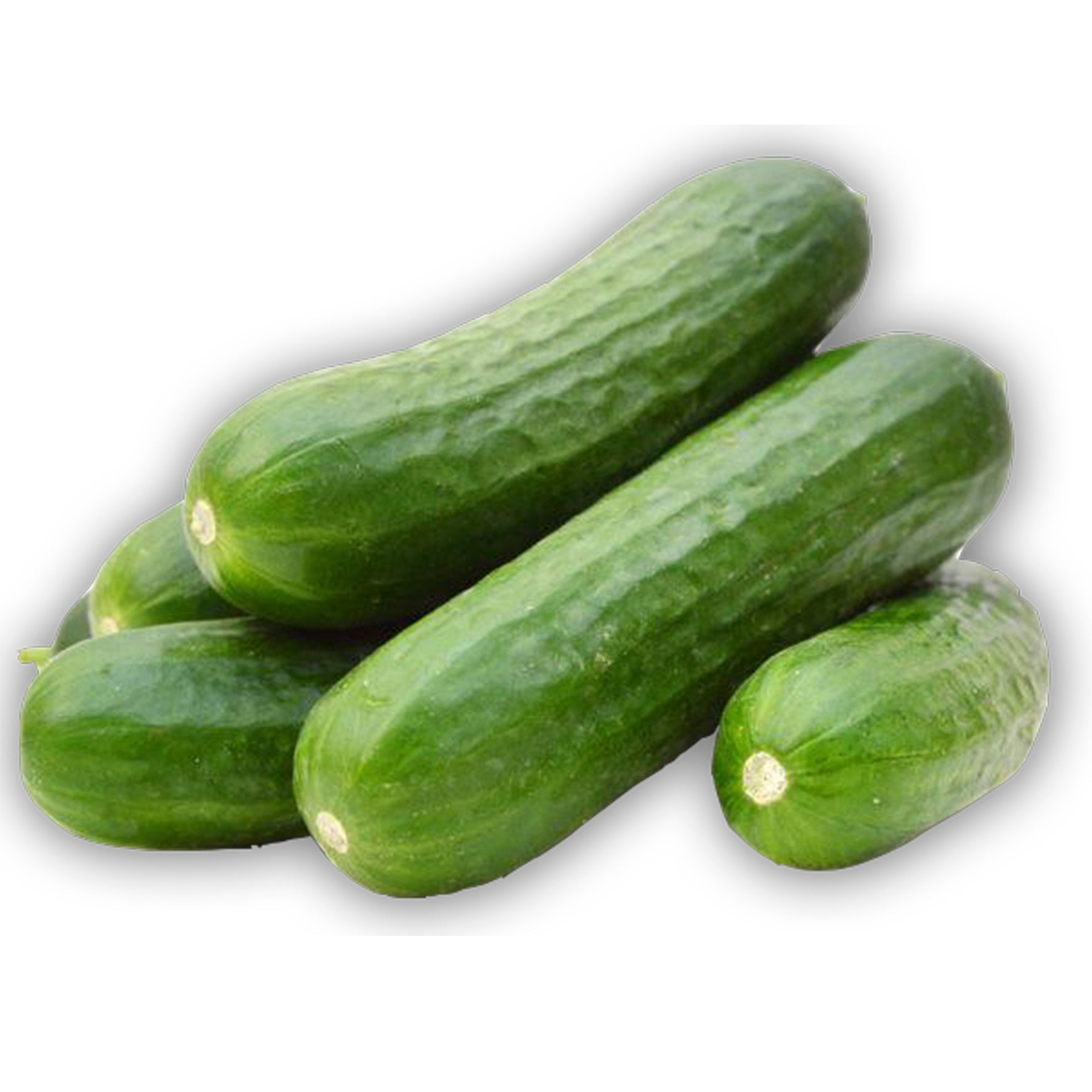 Lebanese Cucumber Seeds – Vasili's Garden