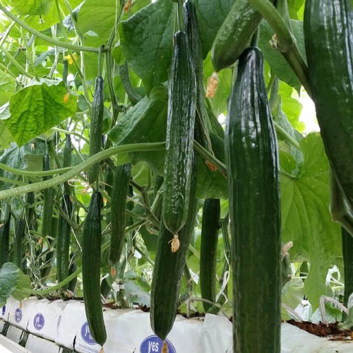 Cucumber Seeds - Continental