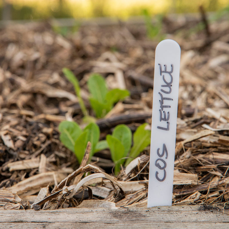 Plastic Plant Labels x25