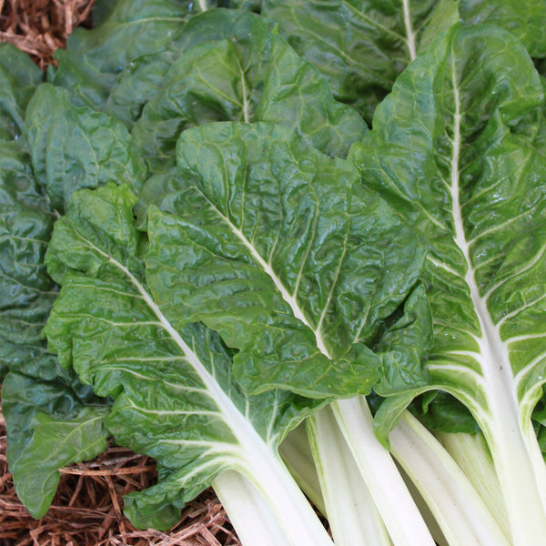 Silverbeet Giant Seeds