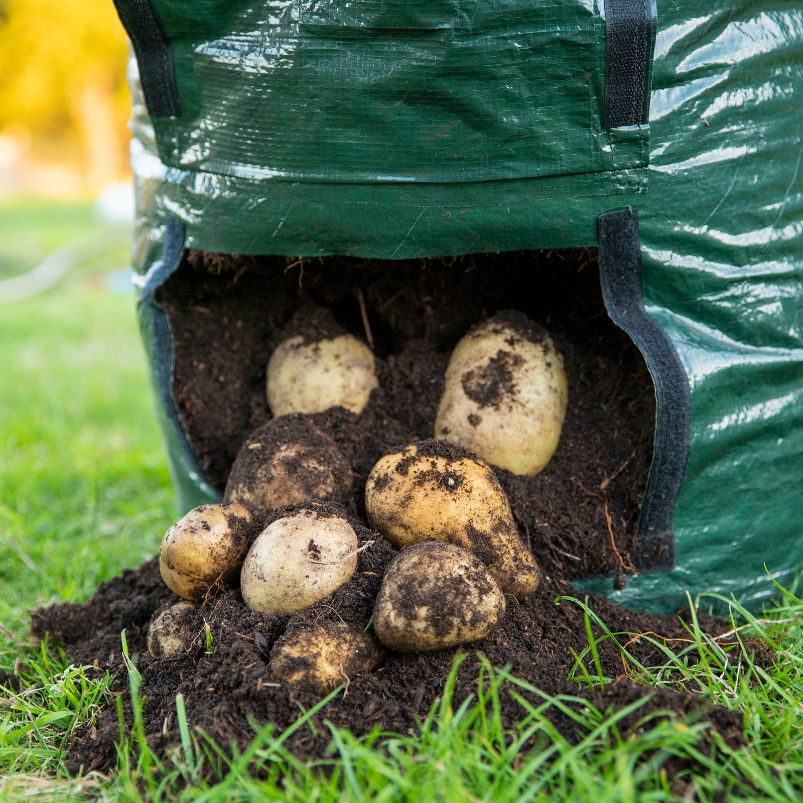 potato grow planter bag Spud Growing Bag – Vasili's Garden