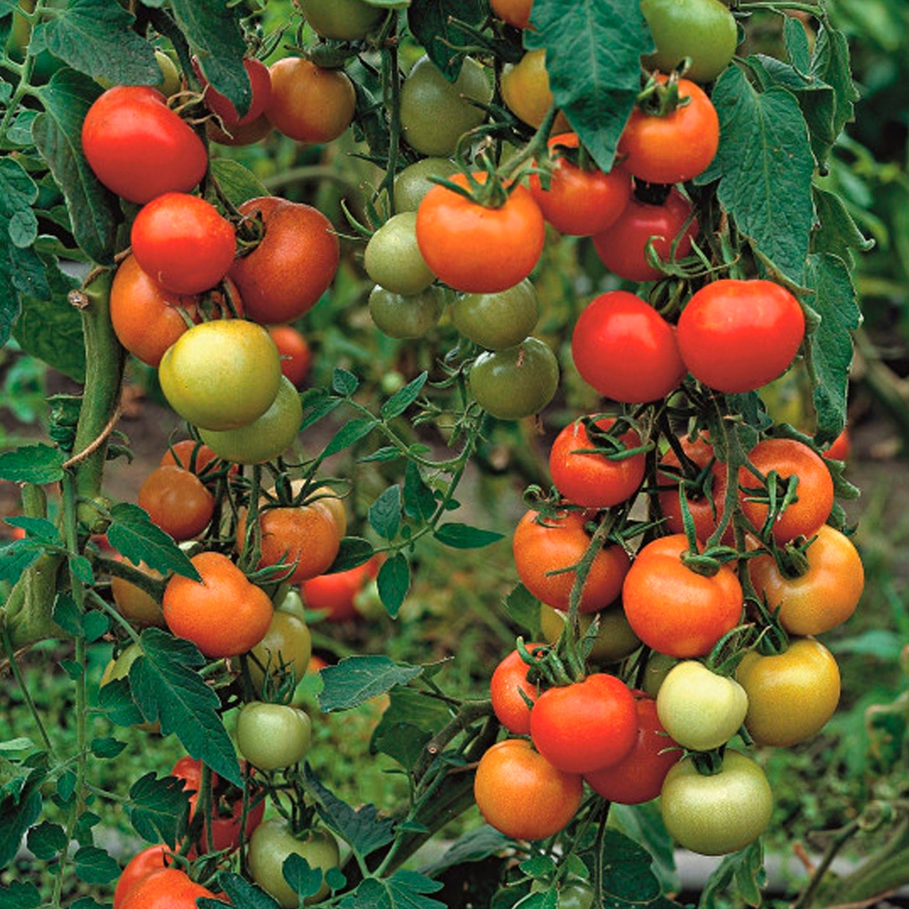 Tomato Money Maker Seeds – Vasili's Garden