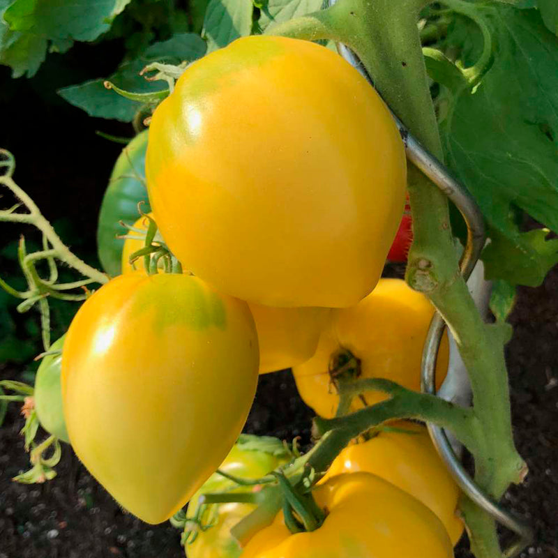 Tomato Oxheart Yellow Seeds
