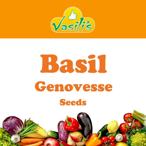 Basil Genovesse Seeds