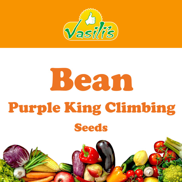 Bean Purple King Climbing Seeds