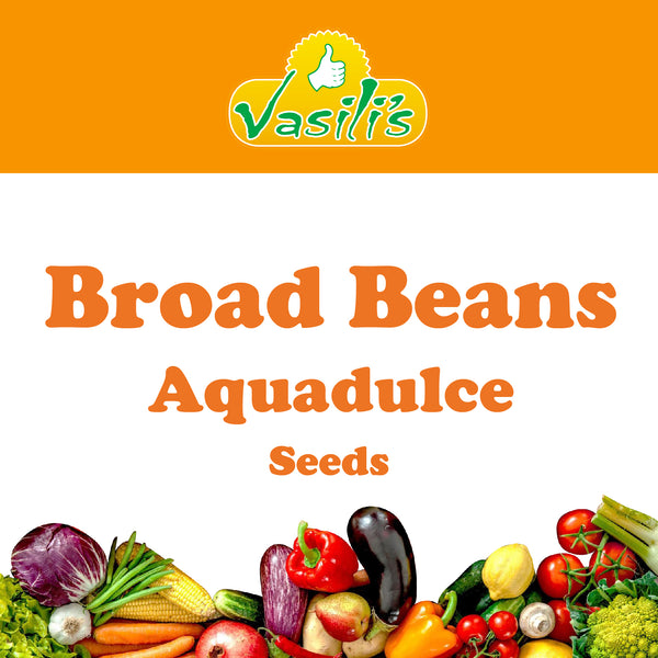 Broad Beans Aquadulce Seeds