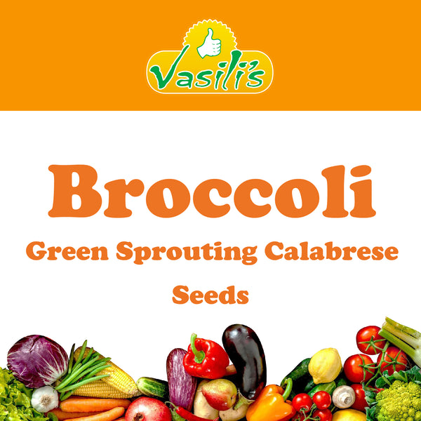 Broccoli Green Sprouting Calabrese Seeds