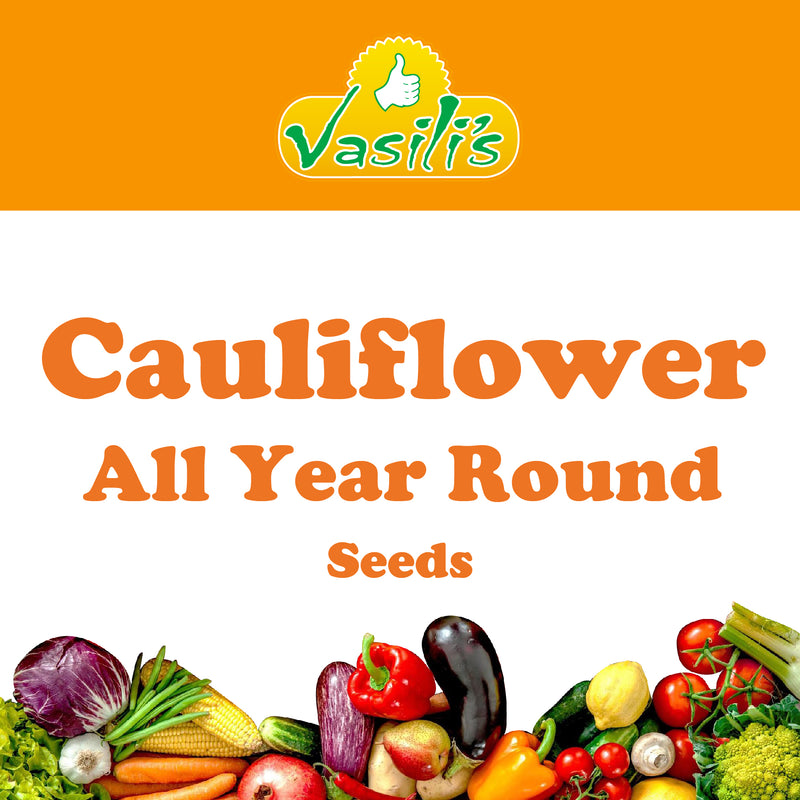 Cauliflower All Year Round Seeds