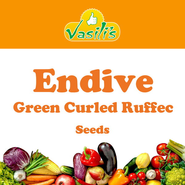 Endive Green Curled Ruffec Seeds