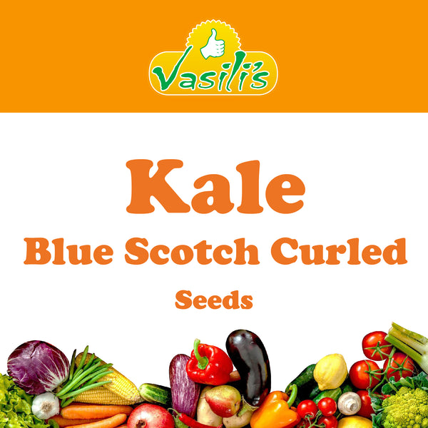 Kale Blue Scotch Curled Seeds