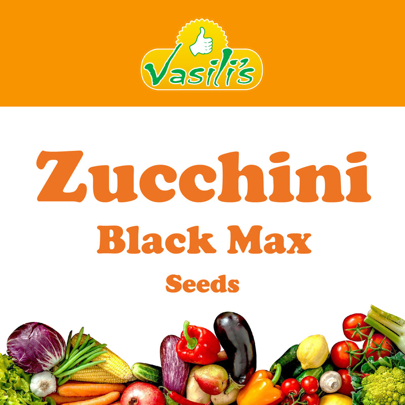 Zucchini Black Max Seeds