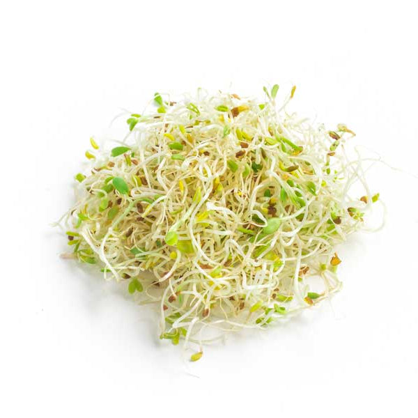 Alfa Alfa Seeds