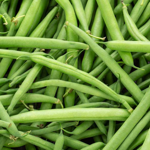 Beans Jade Stringless Bush Seeds