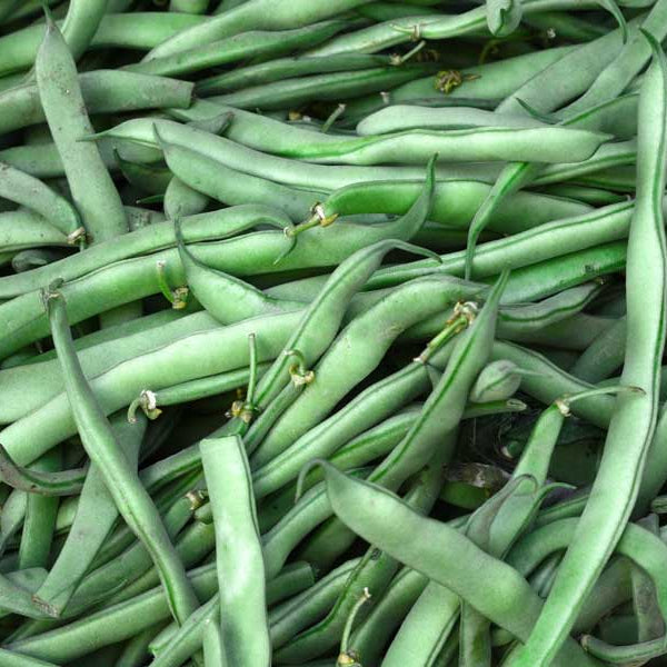 Bean Blue Lake Climbing Seeds