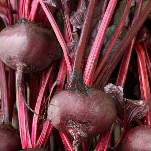 Beetroot Bulls Blood Seeds