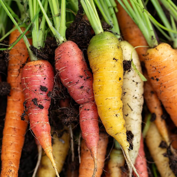 Carrots Rainbow Seeds