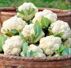 Cauliflower Seedlings - Plant a Plug!