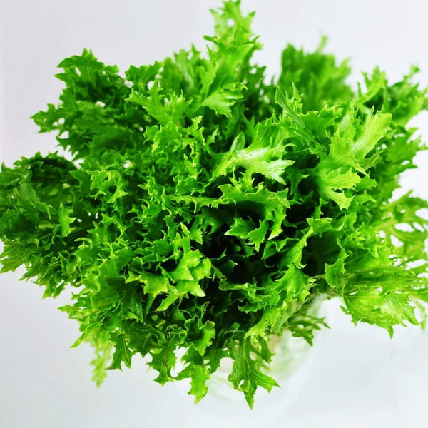 Endive Green Curled Ruffec Seeds