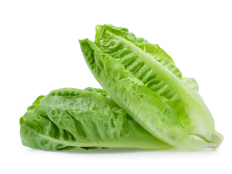 Lettuce Parris Island Cos Seeds