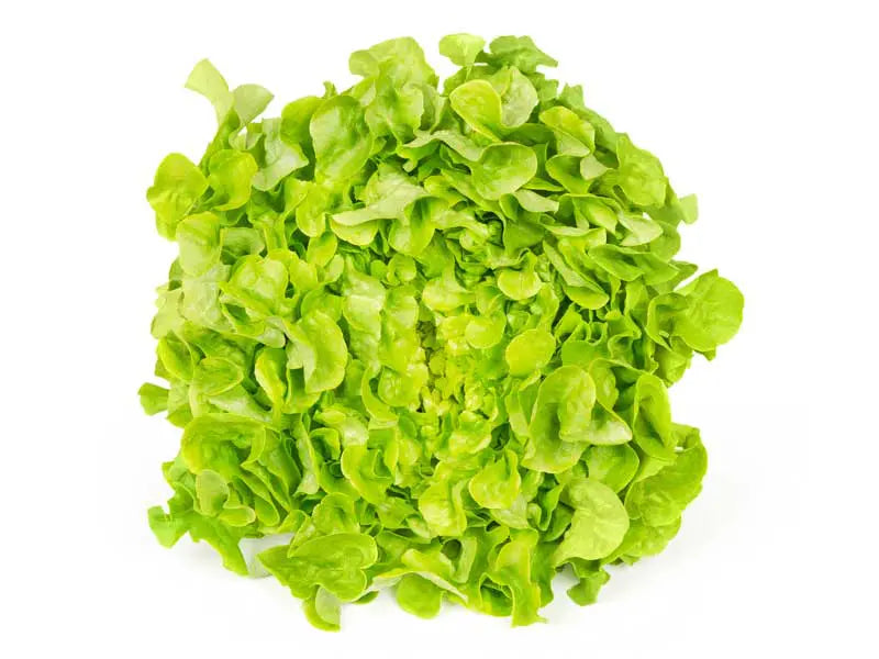 Lettuce Salad Bowl Green Seeds