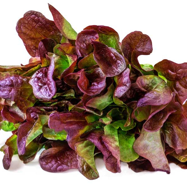 Lettuce Red Oak Leaf Seeds