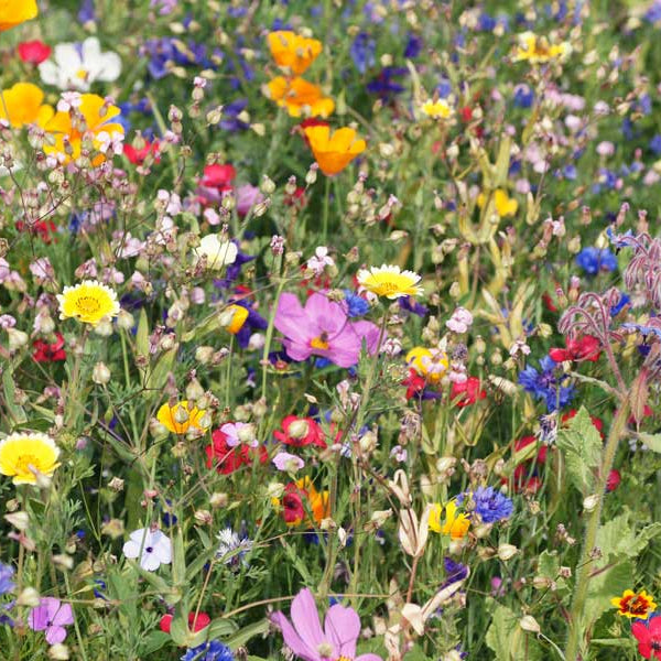 Beneficial Insects & Bee Mix Seeds