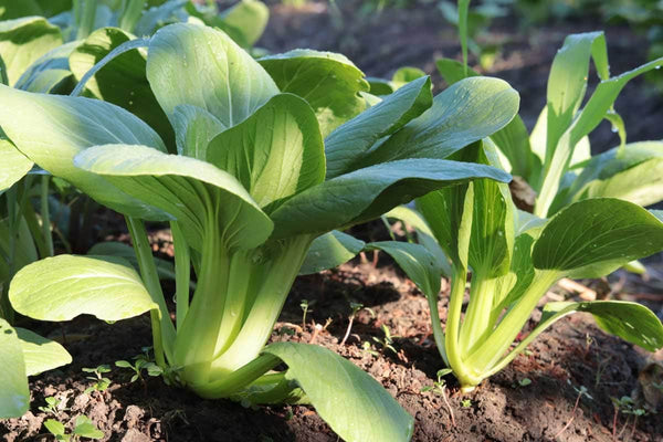 Pak Choi - Plant a Plug!