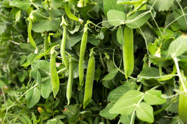 Peas - Plant a Plug!