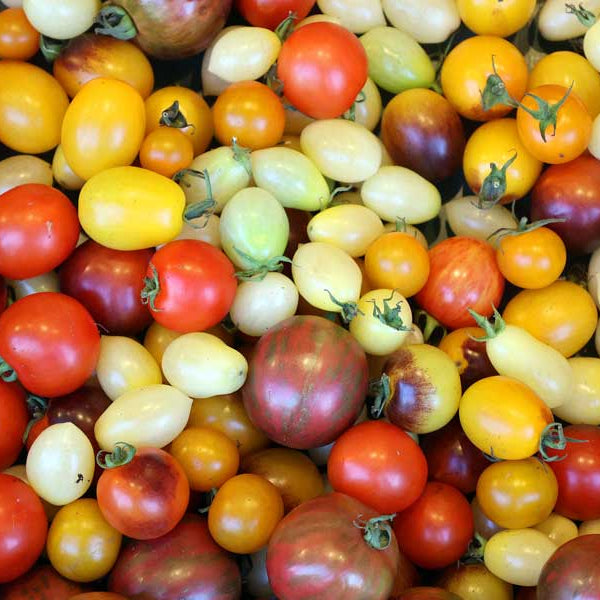 Tomato Cherry Rainbow Seeds