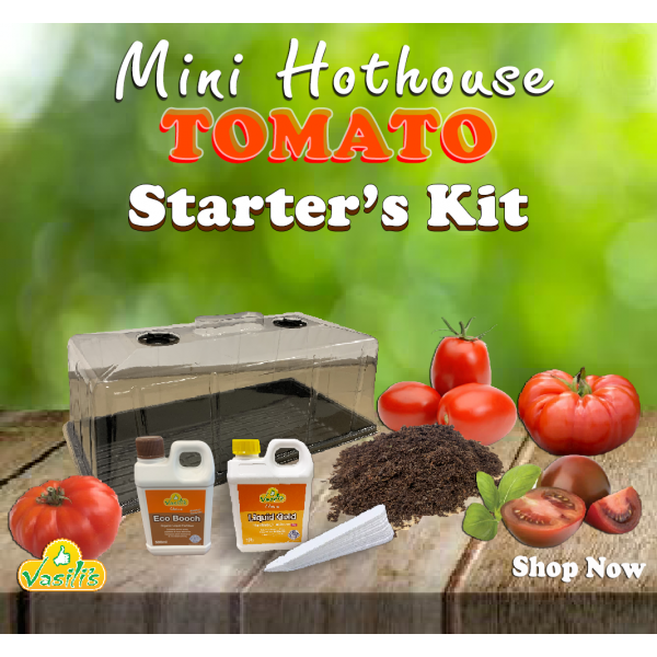 Mini Hothouse Tomato Starters Kit