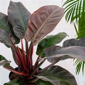 Philodendron Imperial Red 200mm