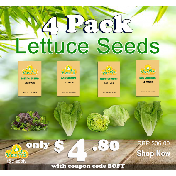 4 Pack Lettuce Seeds