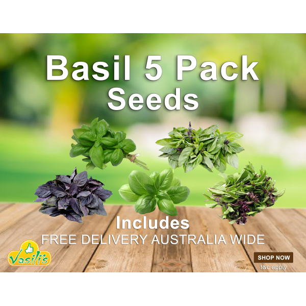Basil 5 Pack Seeds