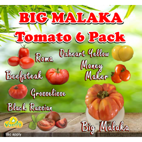 Big Malaka Tomato 6 Pack