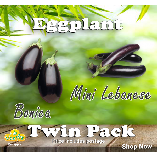 Eggplant Twin Pack