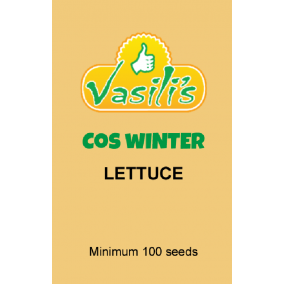 Lettuce Cos Winter