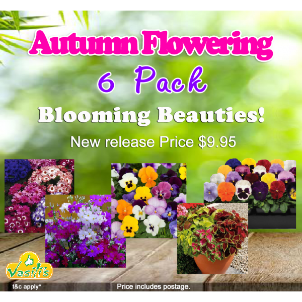 Autumn Flowering 6 Pack 