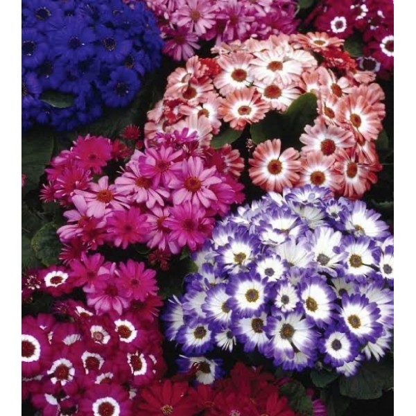 Cineraria Early Perfection