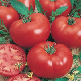 Grosse Lisse Tomato
